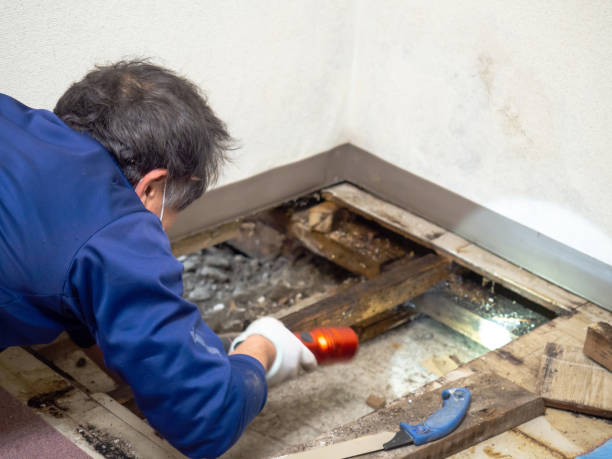 Best Commercial Mold Removal  in Apple Valley, UT