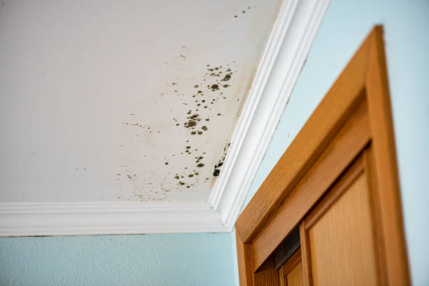Best Fast Mold Removal  in Apple Valley, UT