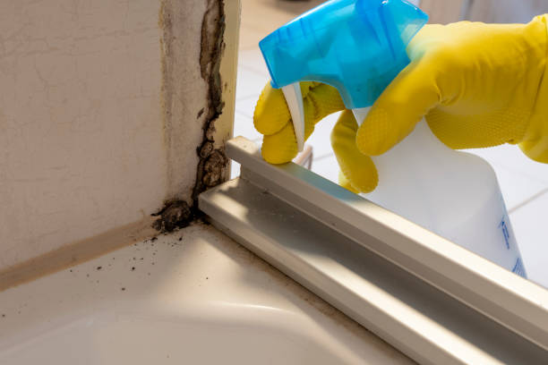 Best Certified Mold Removal  in Apple Valley, UT