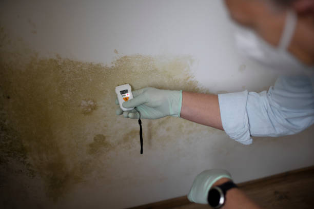 Best Professional Mold Removal  in Apple Valley, UT